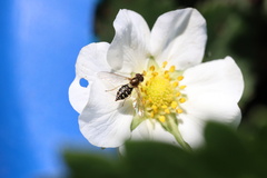 Toxomerus vertebratus