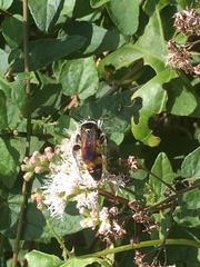 Dielis trifasciata