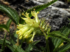 Paederota lutea