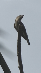 Contopus