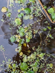 Limnobium laevigatum