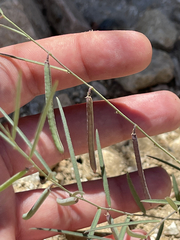 Sphinctospermum constrictum