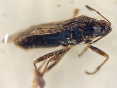 Orsillinae