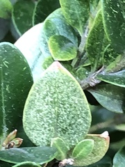 Eurytetranychus buxi