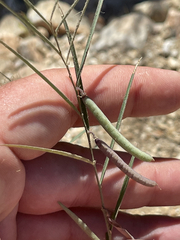 Sphinctospermum constrictum