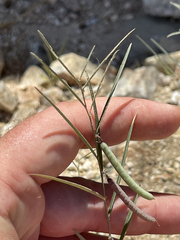 Sphinctospermum constrictum