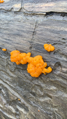 Dacrymyces chrysospermus