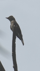 Contopus