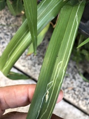 Ophiomyia kwansonis