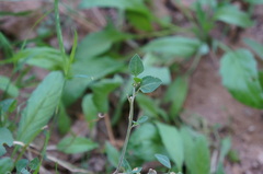 Chenopodium vulvaria