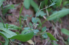 Chenopodium vulvaria