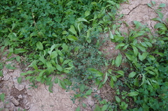Chenopodium vulvaria