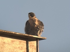Falco peregrinus
