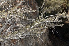 Cercocarpus intricatus