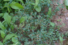 Chenopodium vulvaria