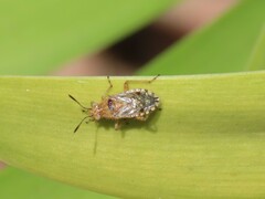 Liorhyssus