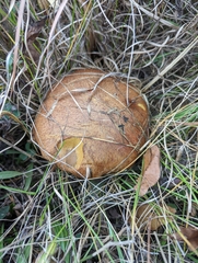 Chalciporus