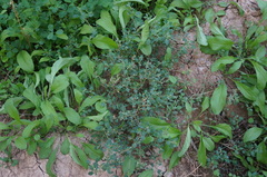 Chenopodium vulvaria