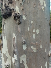 Platanus