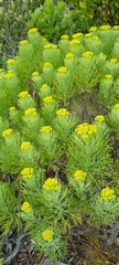 Hymenolepis crithmifolia
