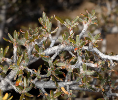 Cercocarpus intricatus