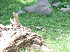 Notocitellus annulatus