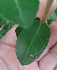 Phytomyza vomitoriae