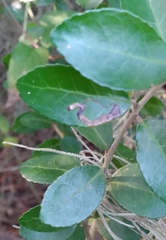 Phytomyza vomitoriae