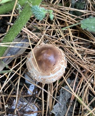 Chlorophyllum olivieri
