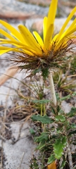 Berkheya armata