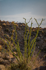 Fouquieria splendens splendens