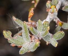 Cercocarpus intricatus