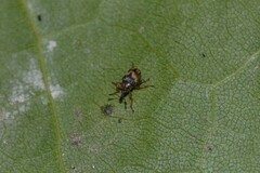 Nanophyes marmoratus