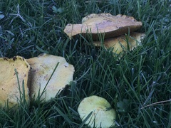 Suillus americanus