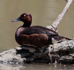 Aythya nyroca