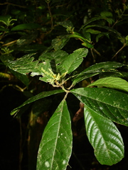 Allophylus leucoclados