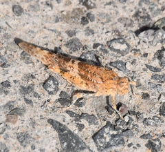 Sphingonotus rubescens