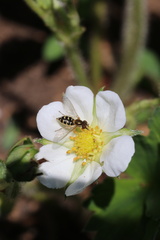 Toxomerus vertebratus