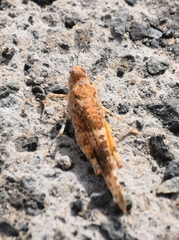 Sphingonotus rubescens