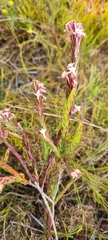 Struthiola ciliata