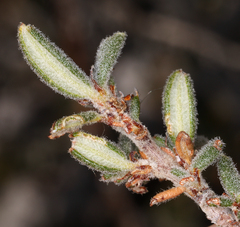 Cercocarpus intricatus