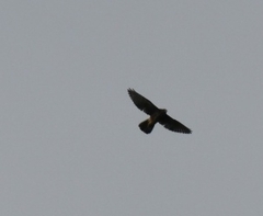 Falco novaeseelandiae