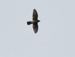 Falco novaeseelandiae