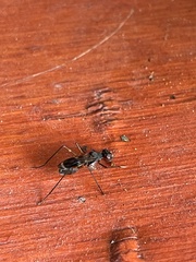 Taeniaptera trivittata