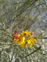 Parkinsonia aculeata
