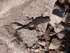 Sceloporus anahuacus