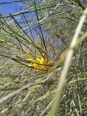 Parkinsonia aculeata