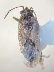 Orsillinae