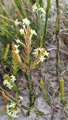 Struthiola dodecandra