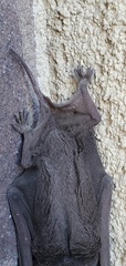 Tadarida brasiliensis